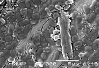 halophiles extremophile protist organism salt type live